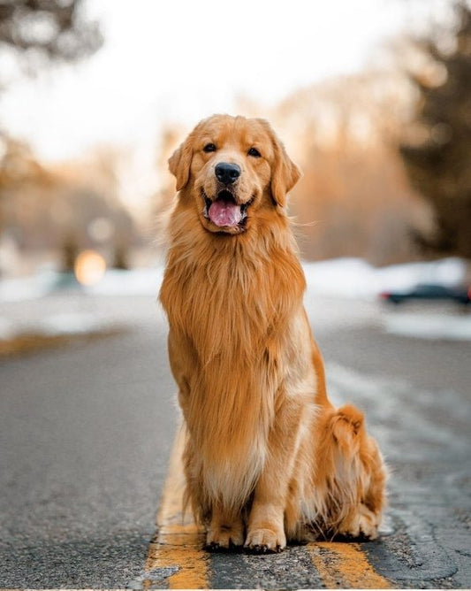 GOLDEN